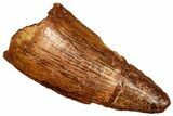 Bargain Raptor Tooth - Real Dinosaur Tooth #300948-1